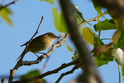 Avistamiento Mosquitero Común