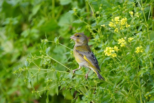 Avistamiento Chloris chloris