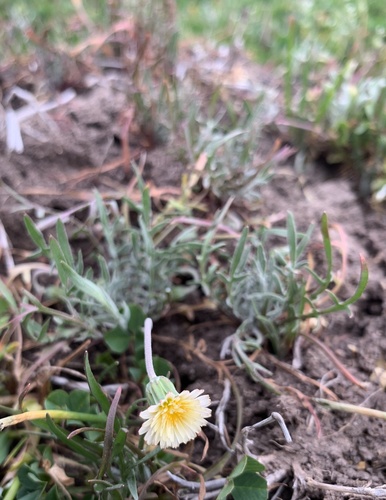 iNaturalist observation photo of Microseris acuminata