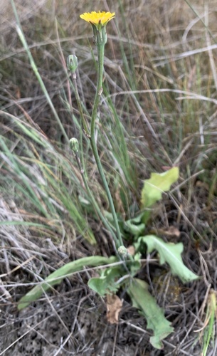 iNaturalist observation photo of Smooth Cat's Ear