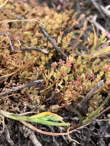 iNaturalist observation photo of Aquatic pygmyweed