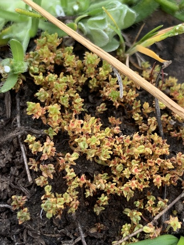 iNaturalist observation photo of sand pygmyweed