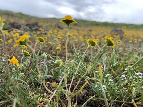 iNaturalist observation photo of Fremont's goldfields