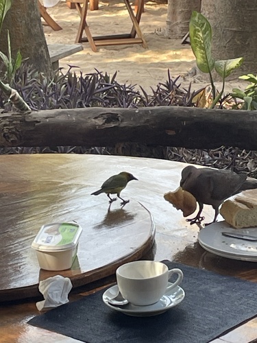 Olive-naped Weaver