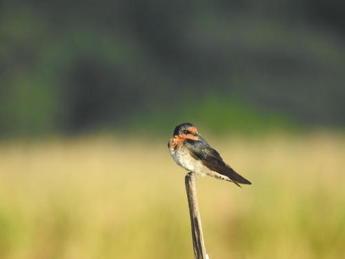 Pacific Swallow
