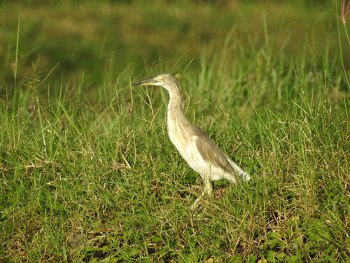 Javan Pond-Heron