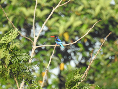 Javan Kingfisher
