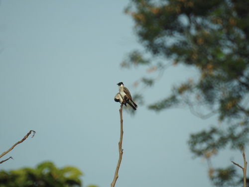 Sooty-headed Bulbul