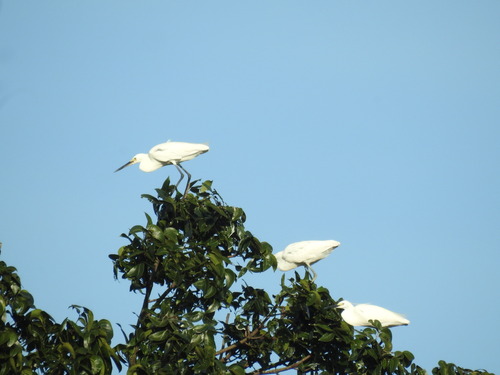 Little Egret