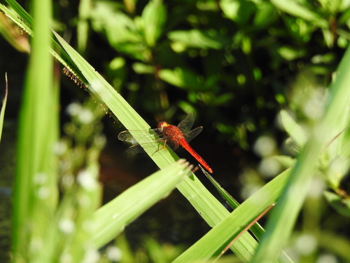 Scarlet Skimmer