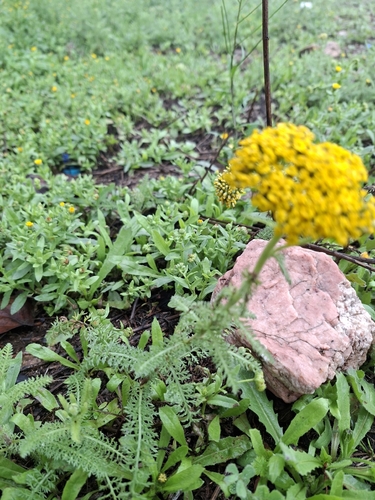 Achillea arabica