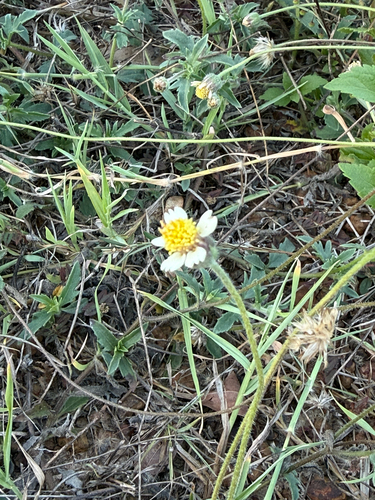 Tridax Daisy