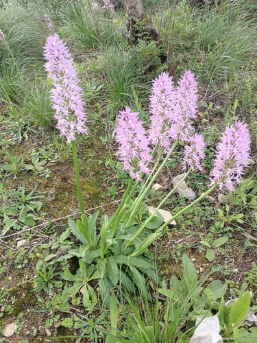 Naked-man Orchid
