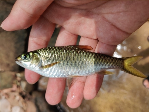 Poropuntius deauratus
