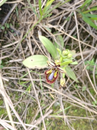 Mirror orchid