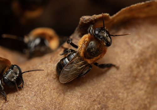 Melipona subnitida