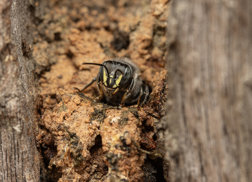 Melipona asilvai