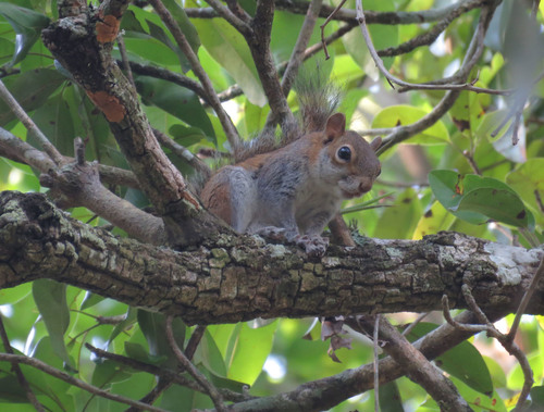 Deppe's Squirrel