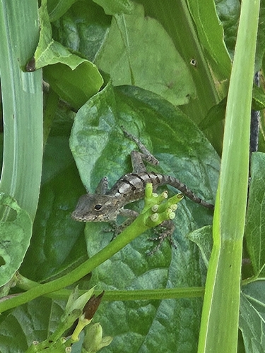 Crested Anole