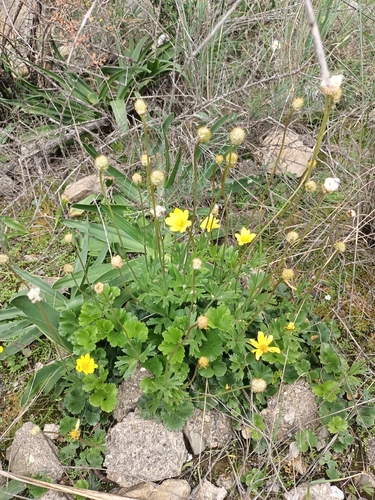 Palmate Anemone