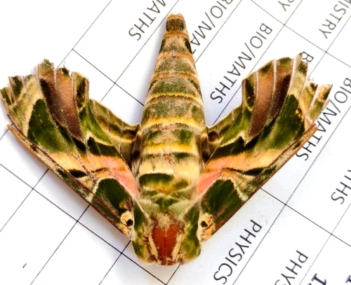 Oleander Hawkmoth