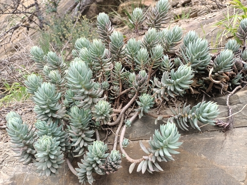 Pale Stonecrop