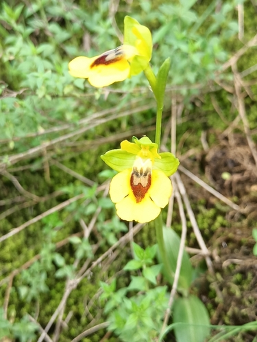 Yellow Bee-orchid