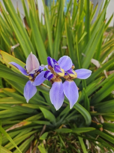 Trimezia coerulea