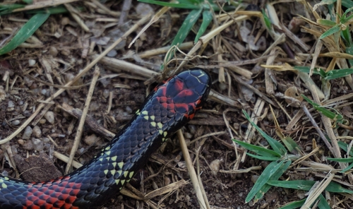 Uruguayan Coralsnake