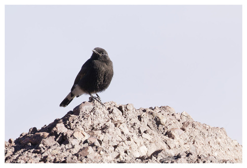 Black Wheatear