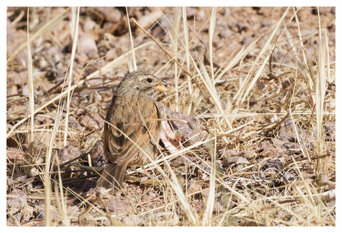 House Bunting