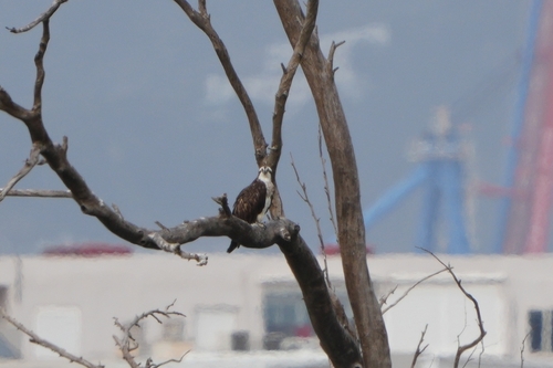 Avistamiento Águila pescadora (Marismas Tinto-Odiel)