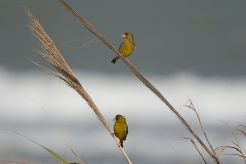 Avistamiento Chloris chloris