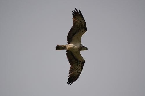 Avistamiento Águila pescadora (Marismas Tinto-Odiel)