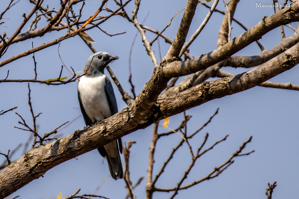 White-breasted Cuckooshrike photo