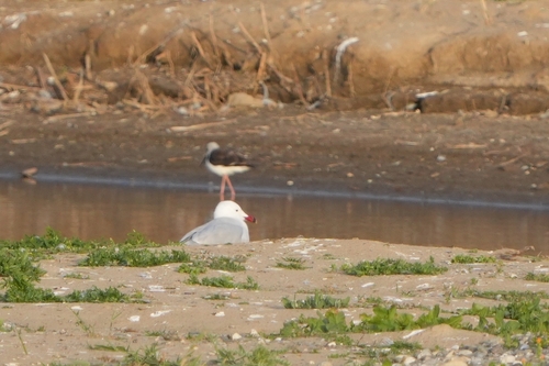 Avistamiento Gaviota de Audouin