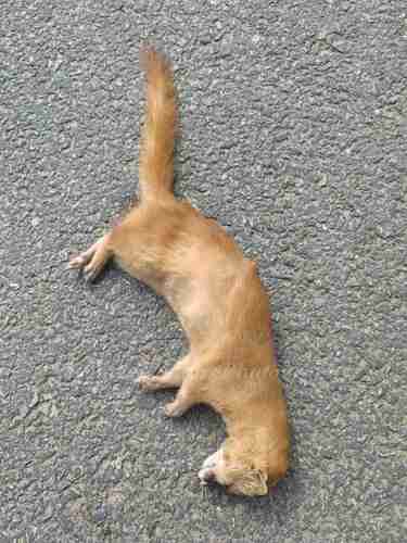 Siberian Weasel