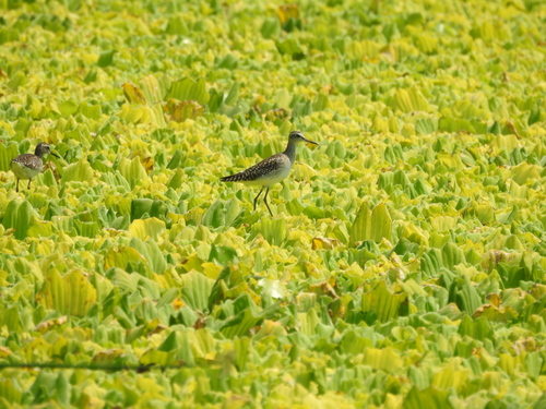 Wood Sandpiper