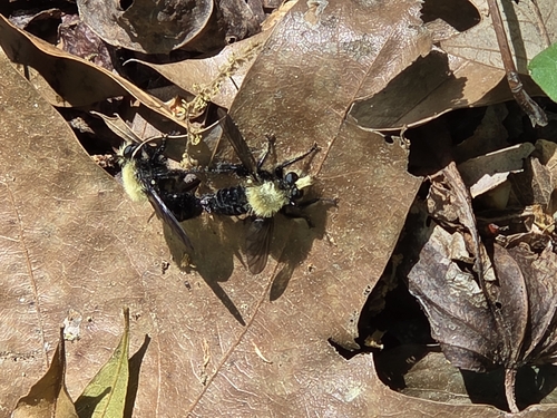 Unknown species found near North Santee, SC 29148, USA