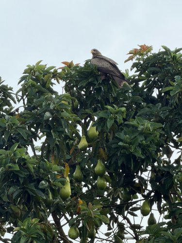 Black Kite
