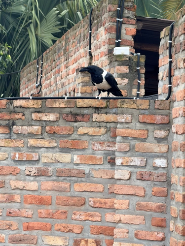 Pied Crow