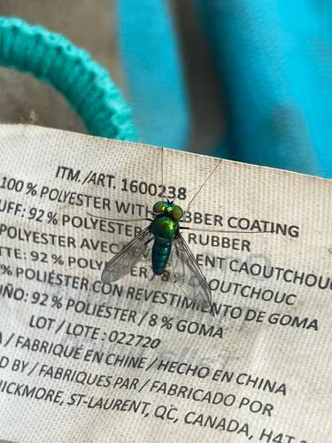 Unknown species found near Nautical Dr, Columbus, OH, US