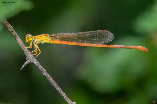 Common Citril
