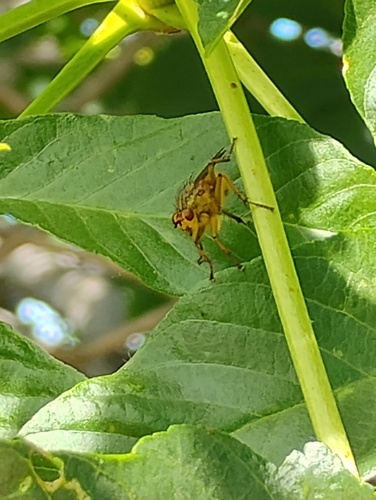 Unknown species found near Contra Costa County, CA, USA