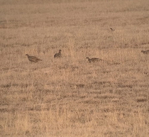 Lesser Prairie-Chicken
