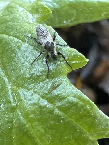 Unknown species found near California, US