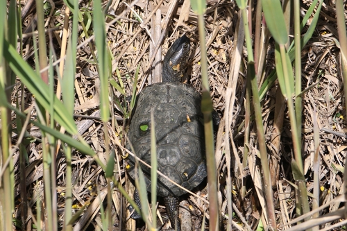 Emys orbicularis