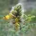 Yellow Dalea - Photo (c) Alexis López Hernández, some rights reserved (CC BY), uploaded by Alexis López Hernández