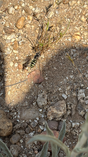 Unknown species found near Razor Point Trail, San Diego, CA, US