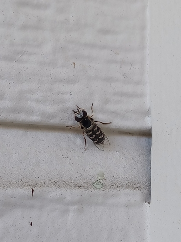 Unknown species found near Larkfield-Wikiup, CA 95403, USA